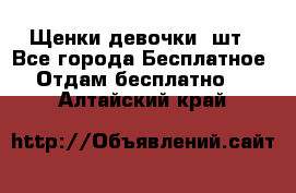 Щенки девочки 4шт - Все города Бесплатное » Отдам бесплатно   . Алтайский край